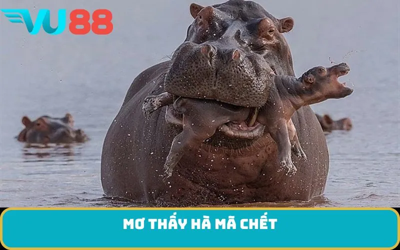 Mơ thấy hà mã chết