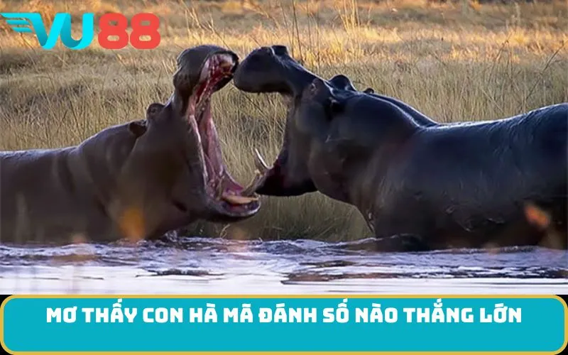 Mơ thấy con Hà mã đánh số nào thắng lớn