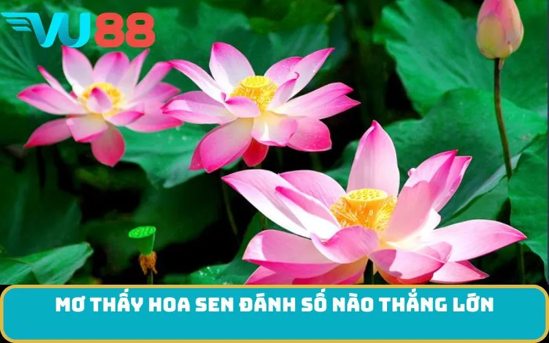 Mơ thấy Hoa sen đánh số nào thắng lớn