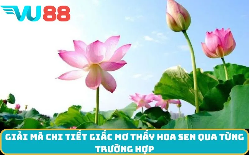 Giải mã chi tiết giấc Mơ thấy Hoa sen qua từng trường hợp
