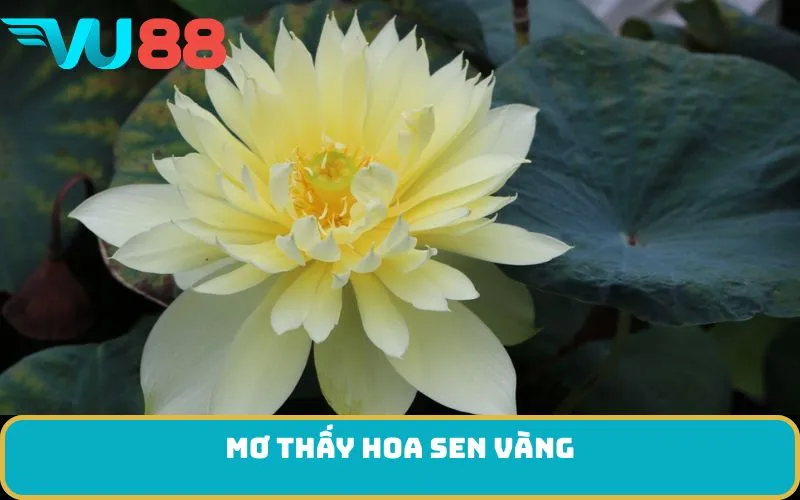 Mơ thấy hoa sen vàng