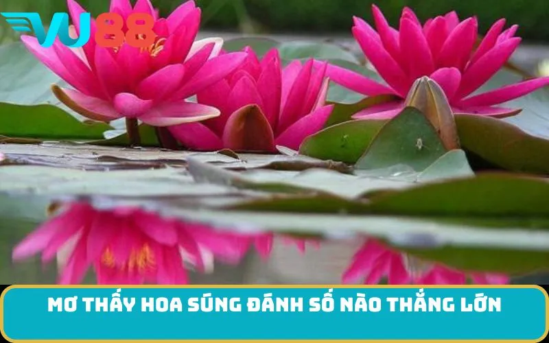 Mơ thấy Hoa súng đánh số nào thắng lớn