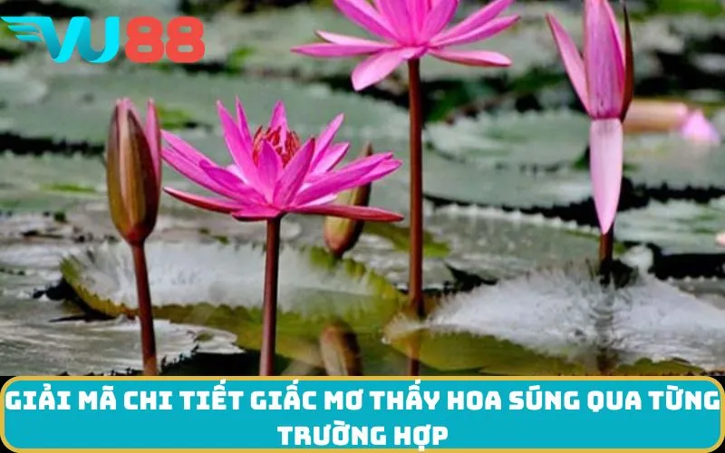 Giải mã chi tiết giấc Mơ thấy Hoa súng qua từng trường hợp