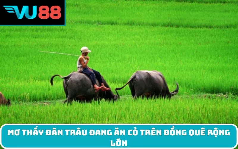 Mơ thấy đàn trâu đang ăn cỏ trên đồng quê rộng lớn