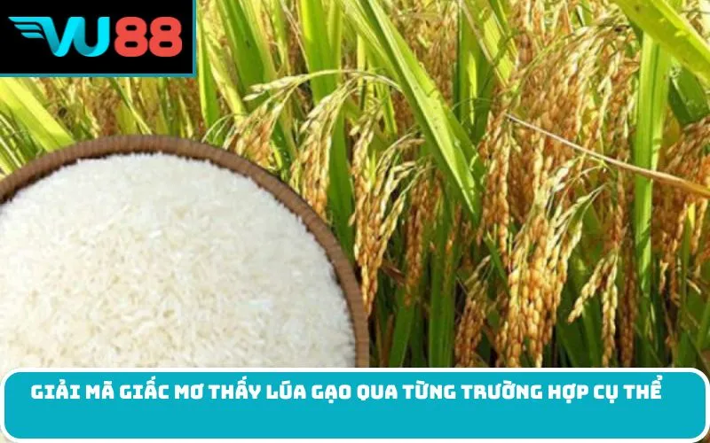 Giải mã giấc Mơ thấy lúa gạo qua từng trường hợp cụ thể
