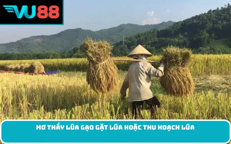 Mơ thấy lúa gạo gặt lúa hoặc thu hoạch lúa