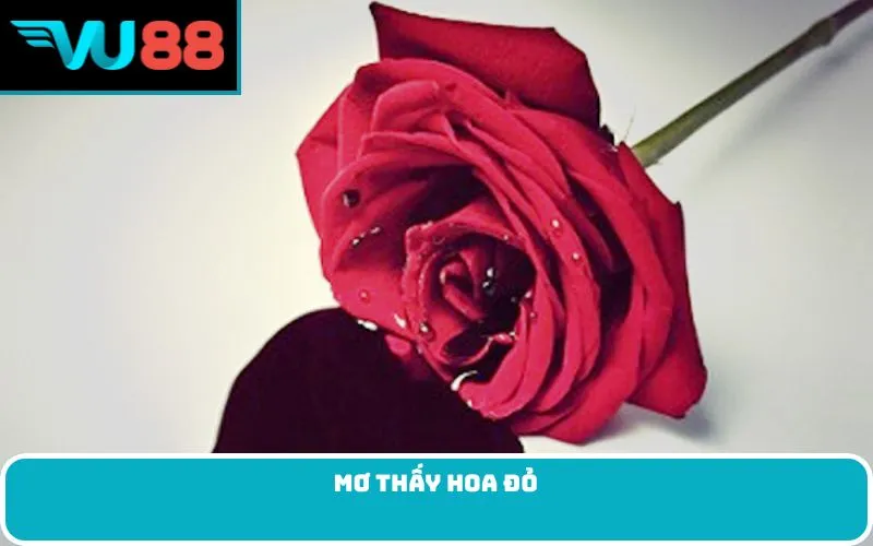 Mơ thấy hoa đỏ