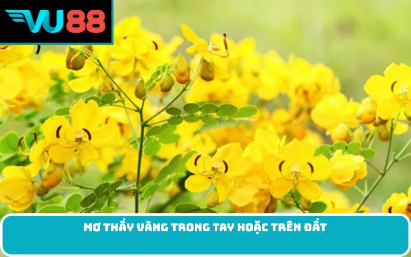 Mơ thấy vàng trong tay hoặc trên đất